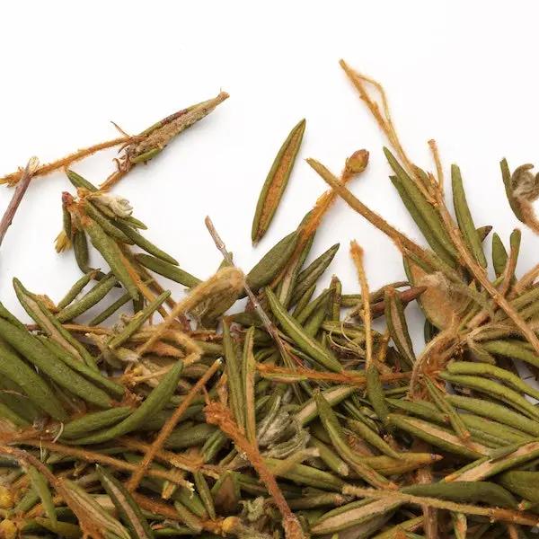 Camellia Sinensis | Labrador tea
